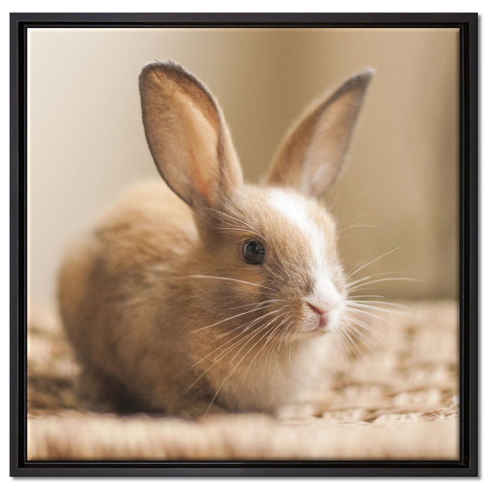 Süßes Kaninchen auf Leinwandbild Quadratisch gerahmt Größe 60x60