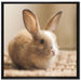 Süßes Kaninchen auf Leinwandbild Quadratisch gerahmt Größe 70x70