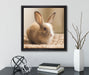 Süßes Kaninchen  auf Leinwandbild Quadratisch gerahmt mit Kirschblüten