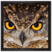 Eule mit gelben Augen auf Leinwandbild Quadratisch gerahmt Größe 40x40