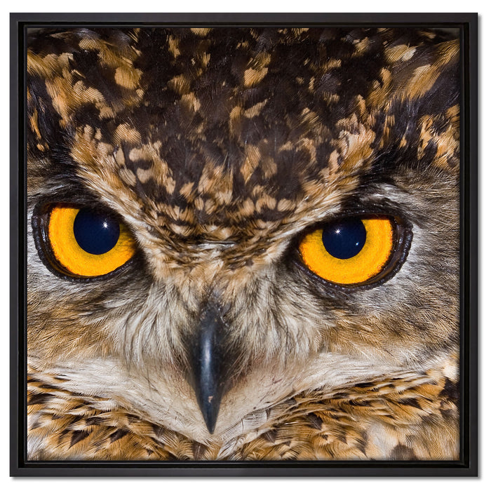 Eule mit gelben Augen auf Leinwandbild Quadratisch gerahmt Größe 60x60