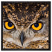 Eule mit gelben Augen auf Leinwandbild Quadratisch gerahmt Größe 60x60