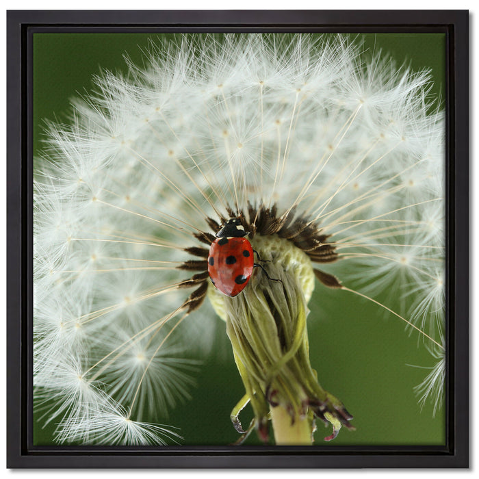 Marienkäfer auf Pusteblume auf Leinwandbild Quadratisch gerahmt Größe 40x40