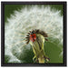 Marienkäfer auf Pusteblume auf Leinwandbild Quadratisch gerahmt Größe 40x40