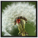Marienkäfer auf Pusteblume auf Leinwandbild Quadratisch gerahmt Größe 70x70