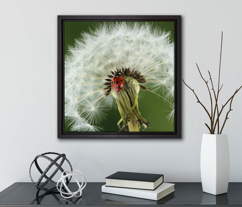 Marienkäfer auf Pusteblume  auf Leinwandbild Quadratisch gerahmt mit Kirschblüten