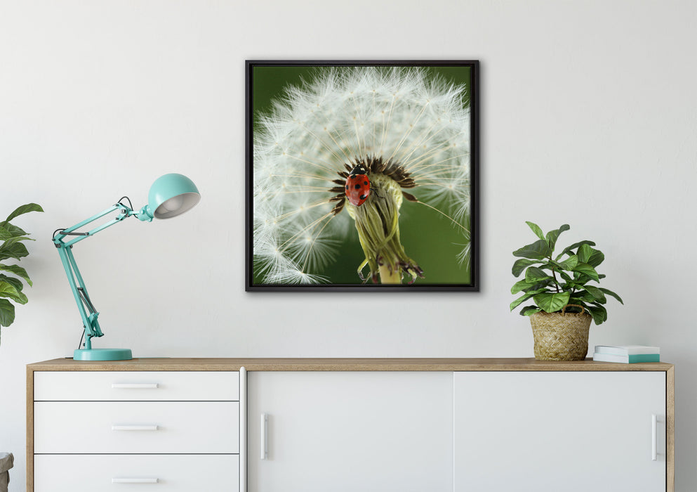 Marienkäfer auf Pusteblume auf Leinwandbild gerahmt Quadratisch verschiedene Größen im Wohnzimmer
