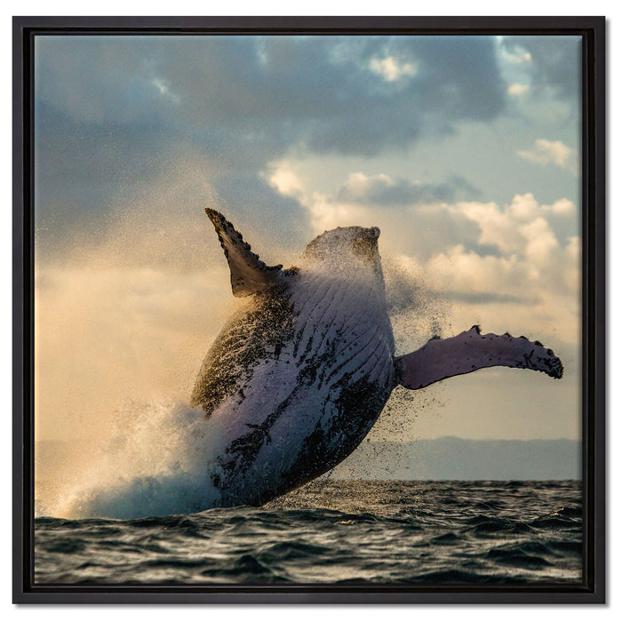 Buckelwale Kanada auf Leinwandbild Quadratisch gerahmt Größe 60x60