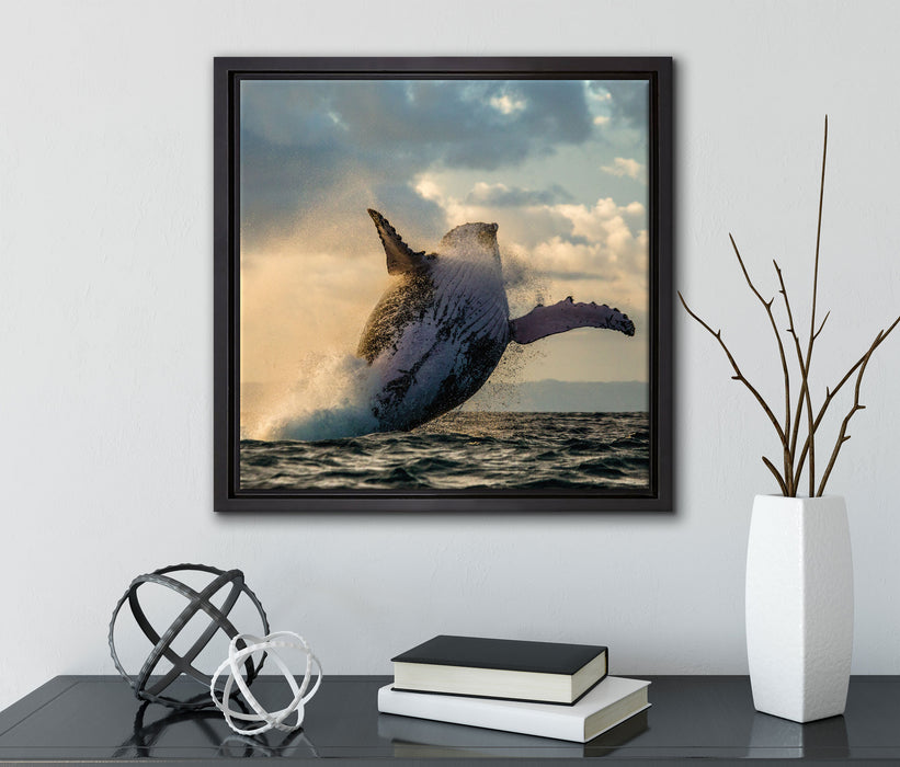 Buckelwale Kanada  auf Leinwandbild Quadratisch gerahmt mit Kirschblüten
