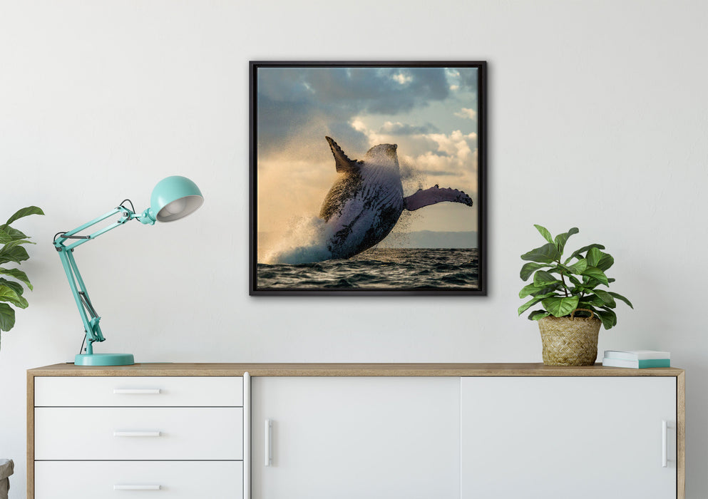 Buckelwale Kanada auf Leinwandbild gerahmt Quadratisch verschiedene Größen im Wohnzimmer
