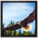 Adler auf Leinwandbild Quadratisch gerahmt Größe 40x40
