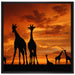 Afrika Giraffen im Sonnenuntergang auf Leinwandbild Quadratisch gerahmt Größe 70x70