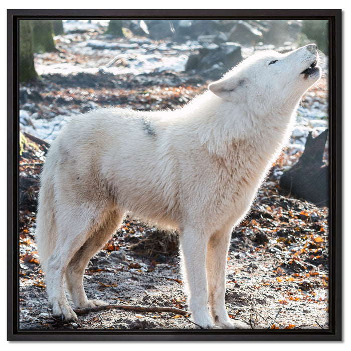 heulende Wölfe auf Leinwandbild Quadratisch gerahmt Größe 60x60