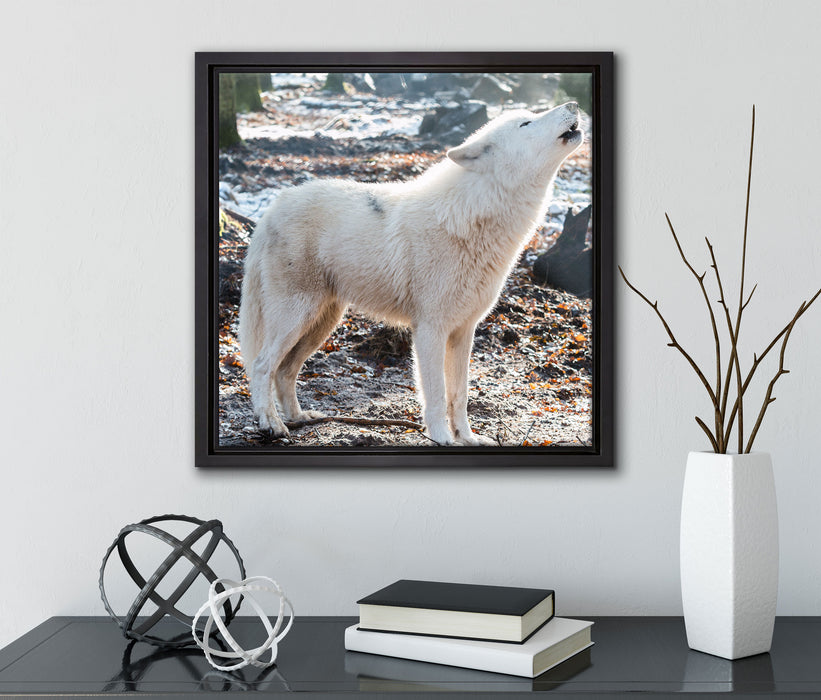 heulende Wölfe  auf Leinwandbild Quadratisch gerahmt mit Kirschblüten