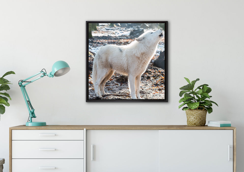 heulende Wölfe auf Leinwandbild gerahmt Quadratisch verschiedene Größen im Wohnzimmer