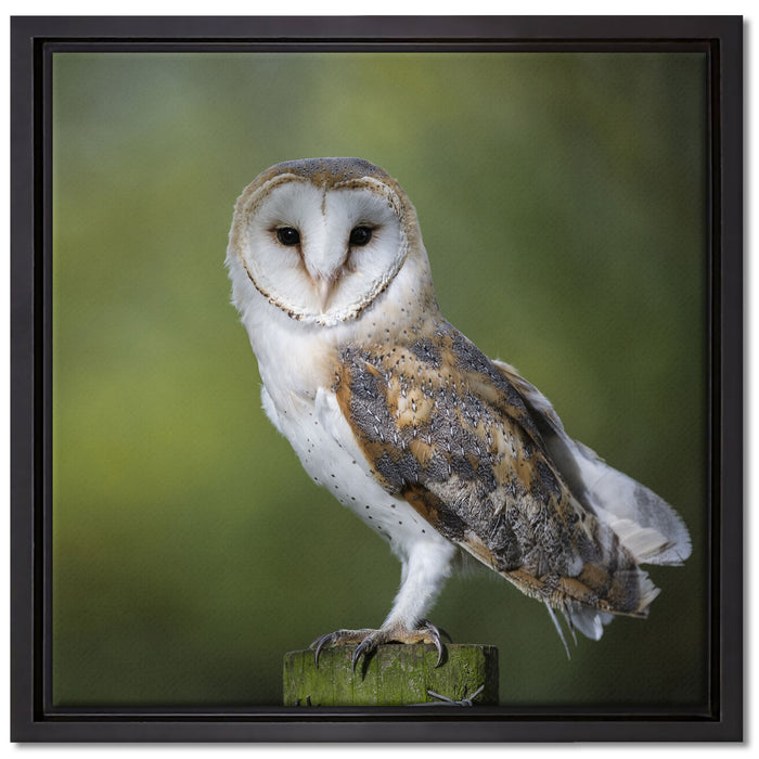 Eule auf Leinwandbild Quadratisch gerahmt Größe 40x40
