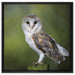 Eule auf Leinwandbild Quadratisch gerahmt Größe 60x60