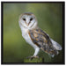 Eule auf Leinwandbild Quadratisch gerahmt Größe 70x70