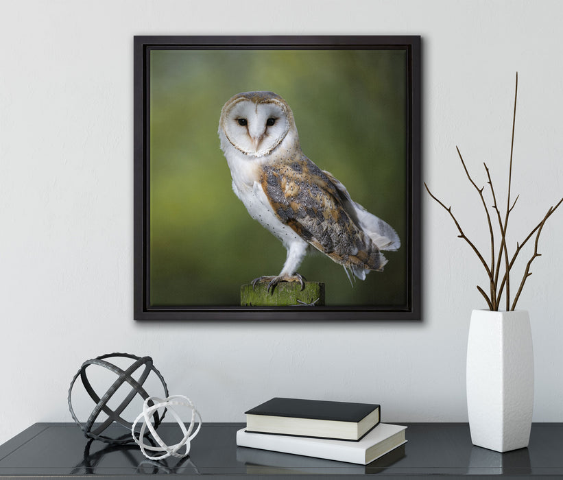 Eule  auf Leinwandbild Quadratisch gerahmt mit Kirschblüten