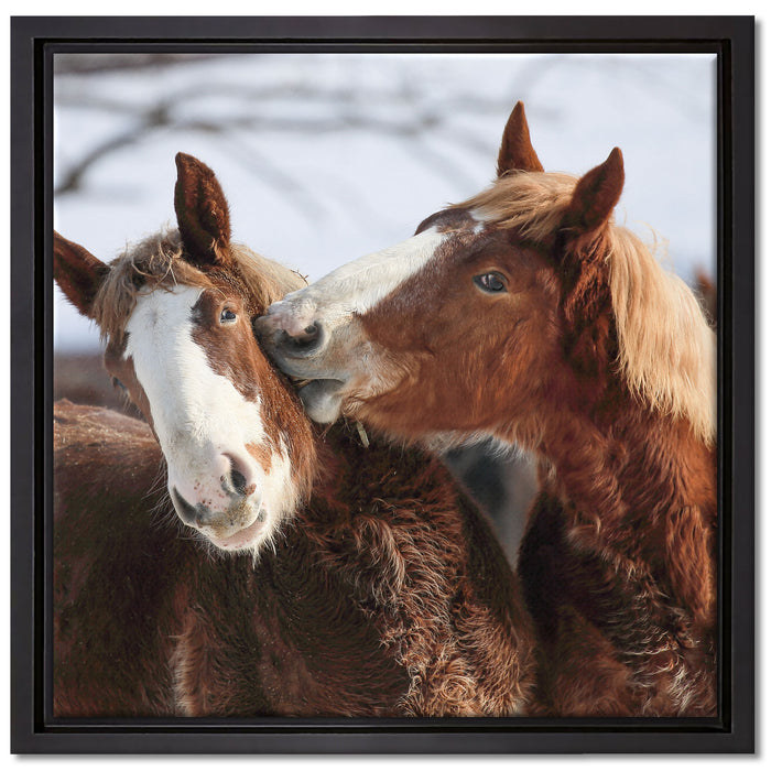 schmusende Pferde auf Leinwandbild Quadratisch gerahmt Größe 40x40