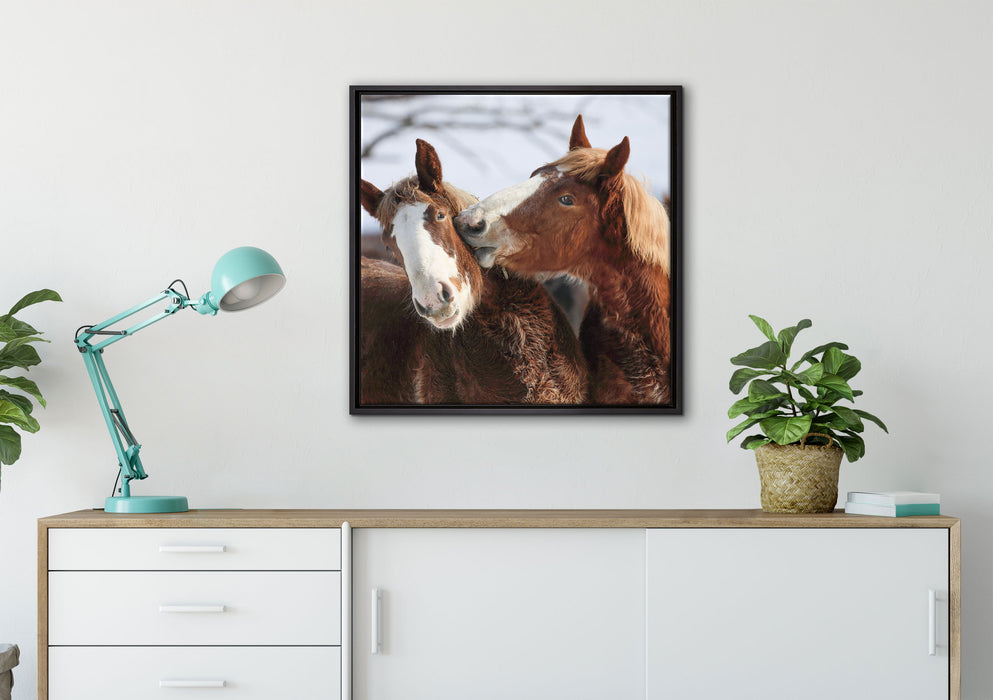 schmusende Pferde auf Leinwandbild gerahmt Quadratisch verschiedene Größen im Wohnzimmer