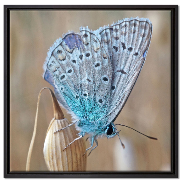 Schmetterling auf Blume Natur Tier auf Leinwandbild Quadratisch gerahmt Größe 60x60