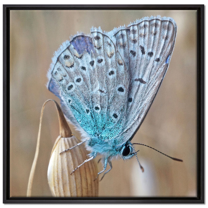 Schmetterling auf Blume Natur Tier auf Leinwandbild Quadratisch gerahmt Größe 70x70