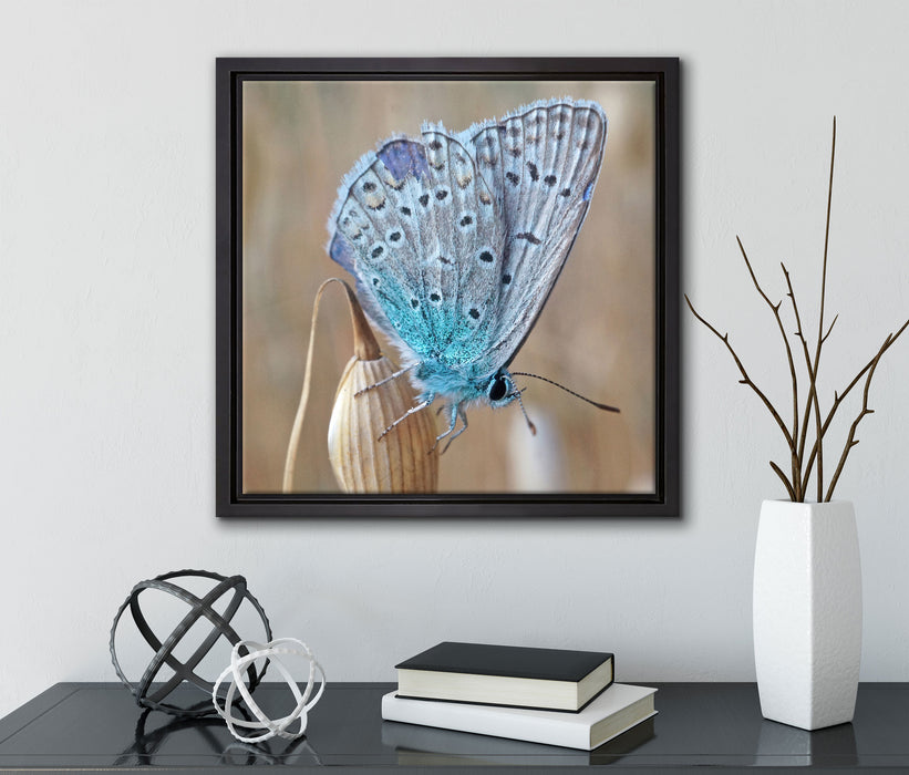 Schmetterling auf Blume Natur Tier  auf Leinwandbild Quadratisch gerahmt mit Kirschblüten