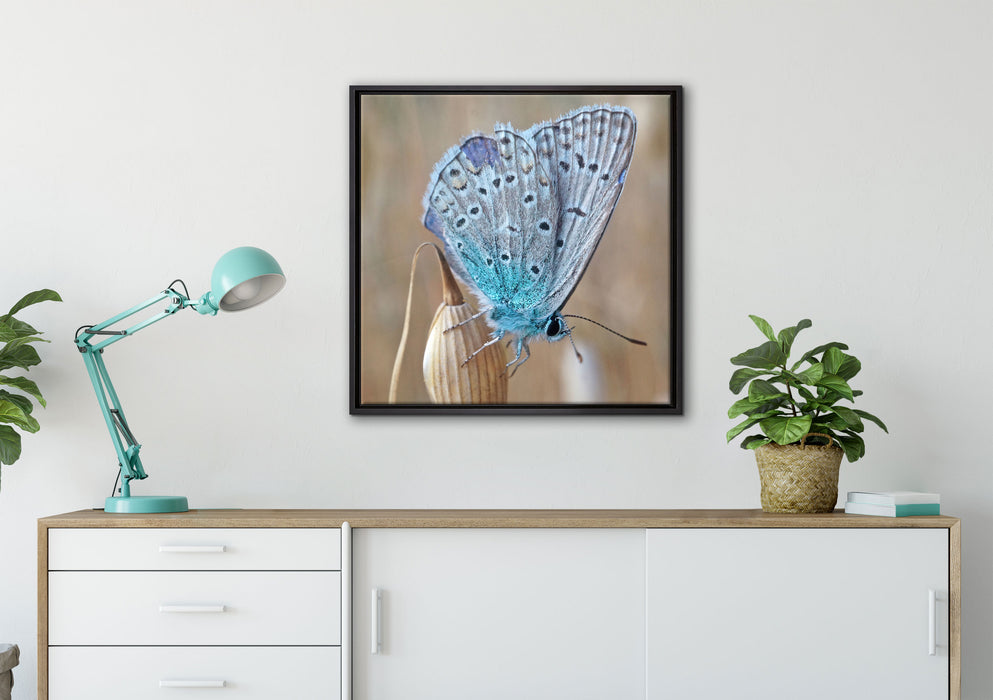 Schmetterling auf Blume Natur Tier auf Leinwandbild gerahmt Quadratisch verschiedene Größen im Wohnzimmer