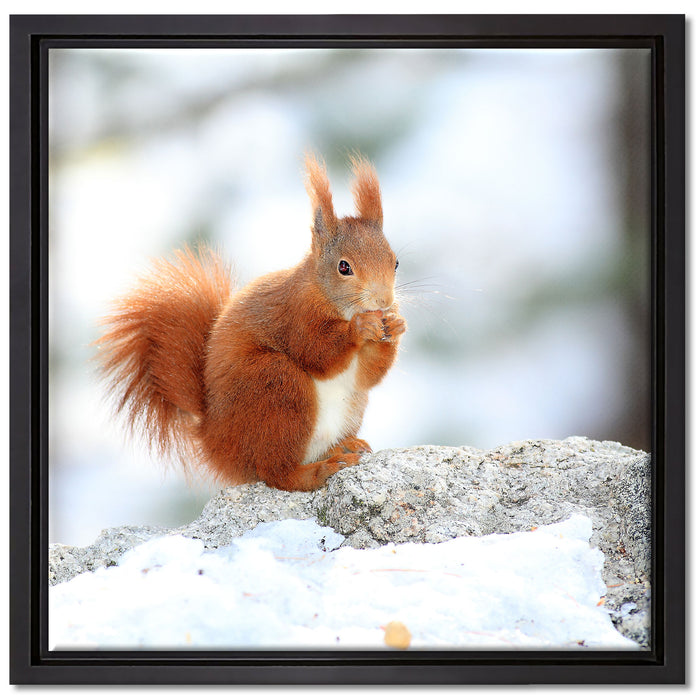 Eichhörnchen im Schnee auf Leinwandbild Quadratisch gerahmt Größe 40x40