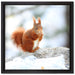 Eichhörnchen im Schnee auf Leinwandbild Quadratisch gerahmt Größe 40x40