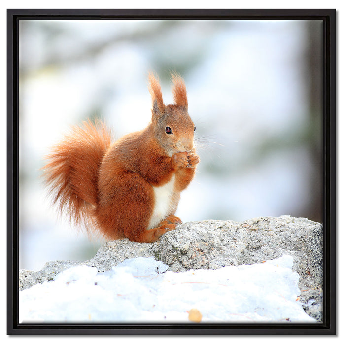 Eichhörnchen im Schnee auf Leinwandbild Quadratisch gerahmt Größe 60x60