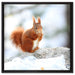 Eichhörnchen im Schnee auf Leinwandbild Quadratisch gerahmt Größe 60x60