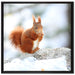 Eichhörnchen im Schnee auf Leinwandbild Quadratisch gerahmt Größe 70x70