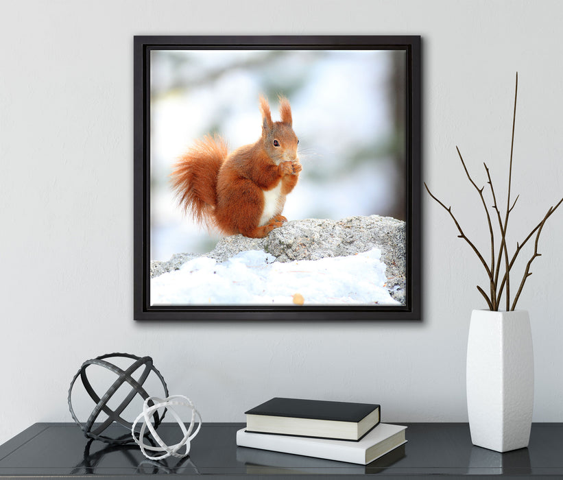 Eichhörnchen im Schnee  auf Leinwandbild Quadratisch gerahmt mit Kirschblüten