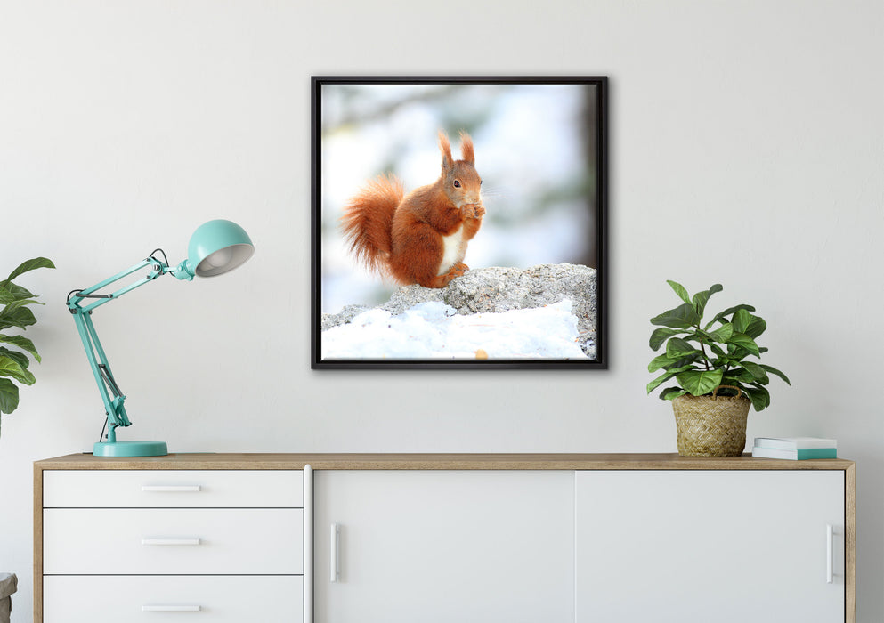 Eichhörnchen im Schnee auf Leinwandbild gerahmt Quadratisch verschiedene Größen im Wohnzimmer