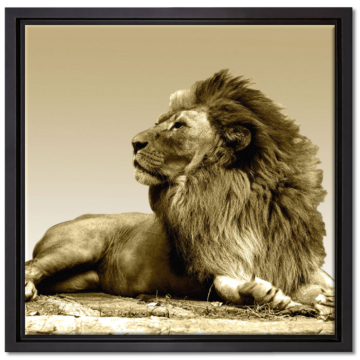 liegender Löwe auf Leinwandbild Quadratisch gerahmt Größe 40x40