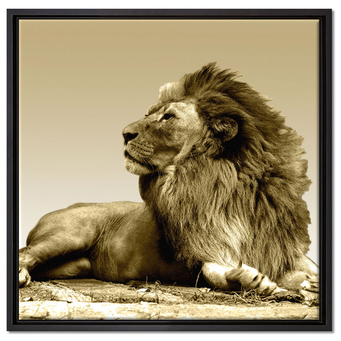 liegender Löwe auf Leinwandbild Quadratisch gerahmt Größe 60x60