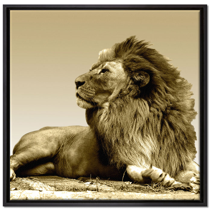 liegender Löwe auf Leinwandbild Quadratisch gerahmt Größe 70x70