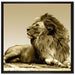 liegender Löwe auf Leinwandbild Quadratisch gerahmt Größe 70x70
