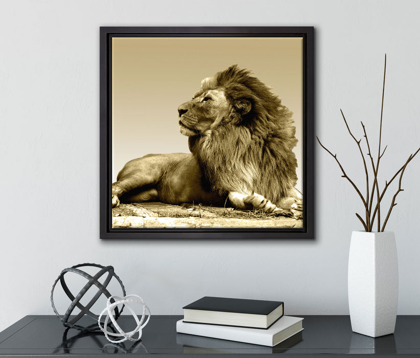 liegender Löwe  auf Leinwandbild Quadratisch gerahmt mit Kirschblüten