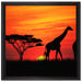 Afrika Giraffen im Sonnenuntergang auf Leinwandbild Quadratisch gerahmt Größe 40x40