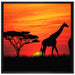 Afrika Giraffen im Sonnenuntergang auf Leinwandbild Quadratisch gerahmt Größe 70x70
