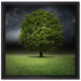 einzelner Baum auf grüner Wiese auf Leinwandbild Quadratisch gerahmt Größe 40x40