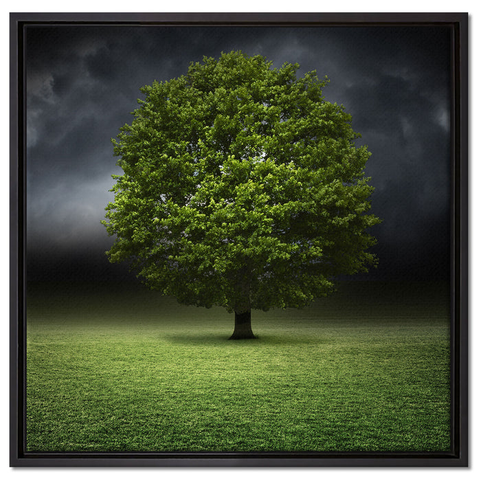 einzelner Baum auf grüner Wiese auf Leinwandbild Quadratisch gerahmt Größe 60x60