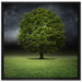 einzelner Baum auf grüner Wiese auf Leinwandbild Quadratisch gerahmt Größe 70x70
