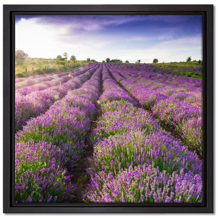 Lavendelfeld Provence auf Leinwandbild Quadratisch gerahmt Größe 40x40