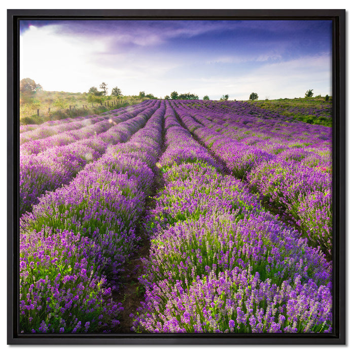 Lavendelfeld Provence auf Leinwandbild Quadratisch gerahmt Größe 60x60