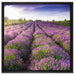 Lavendelfeld Provence auf Leinwandbild Quadratisch gerahmt Größe 60x60