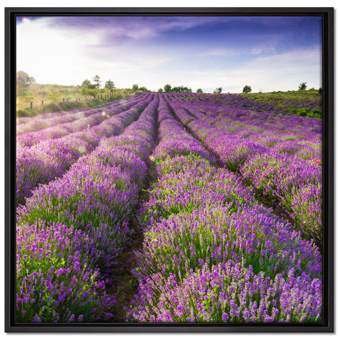 Lavendelfeld Provence auf Leinwandbild Quadratisch gerahmt Größe 70x70